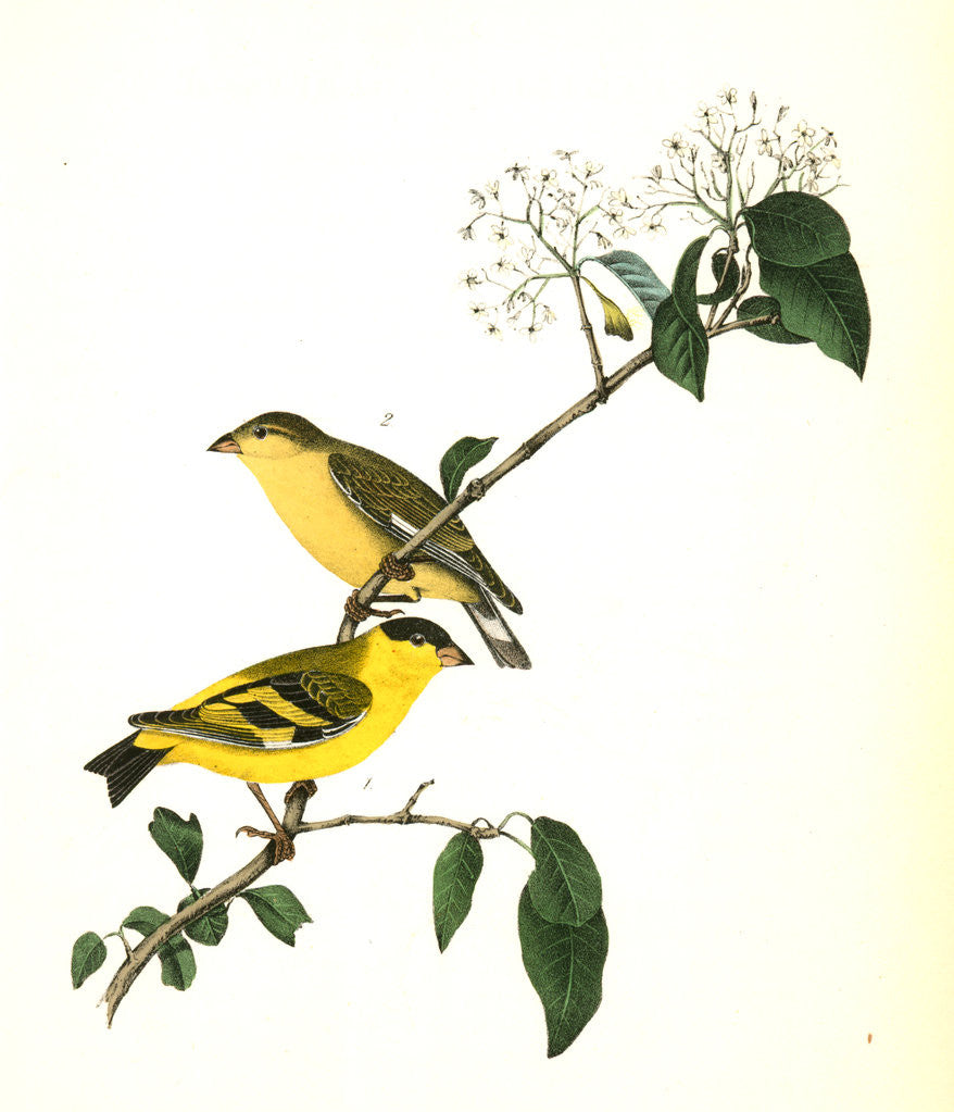 Detail of Yarrell's Goldfinch by John James Audubon