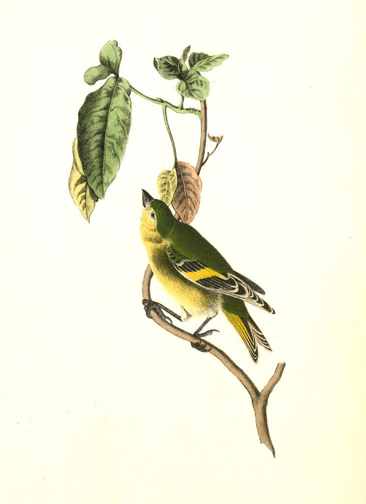 Detail of Stanley Goldfinch by John James Audubon