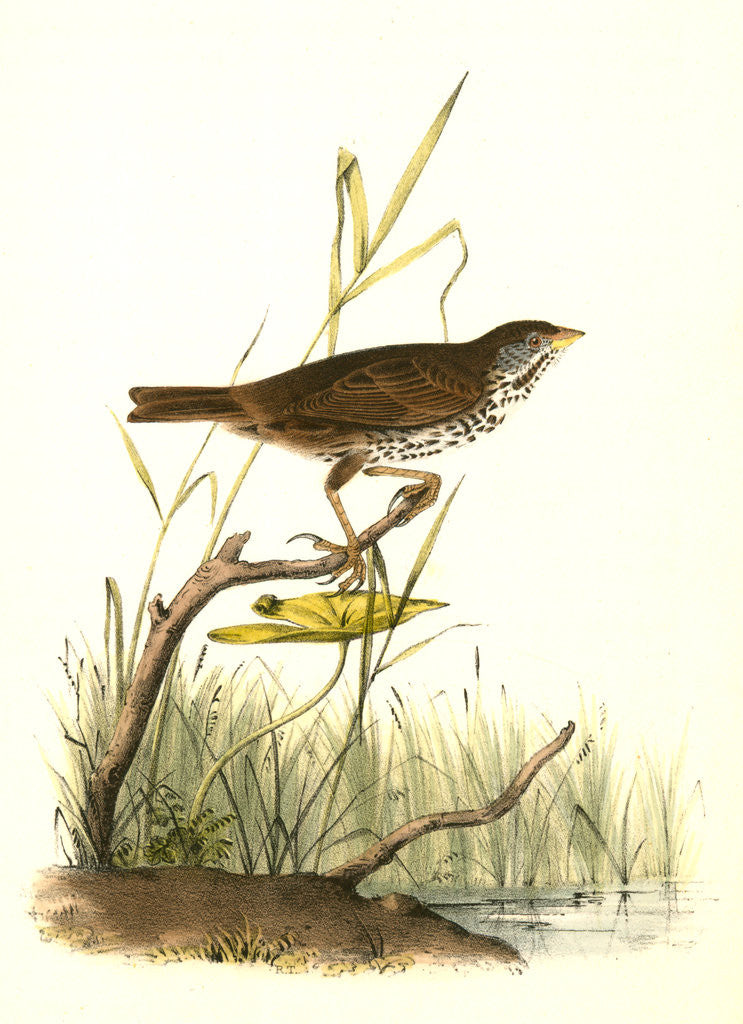Detail of Brown Finch. Female by John James Audubon