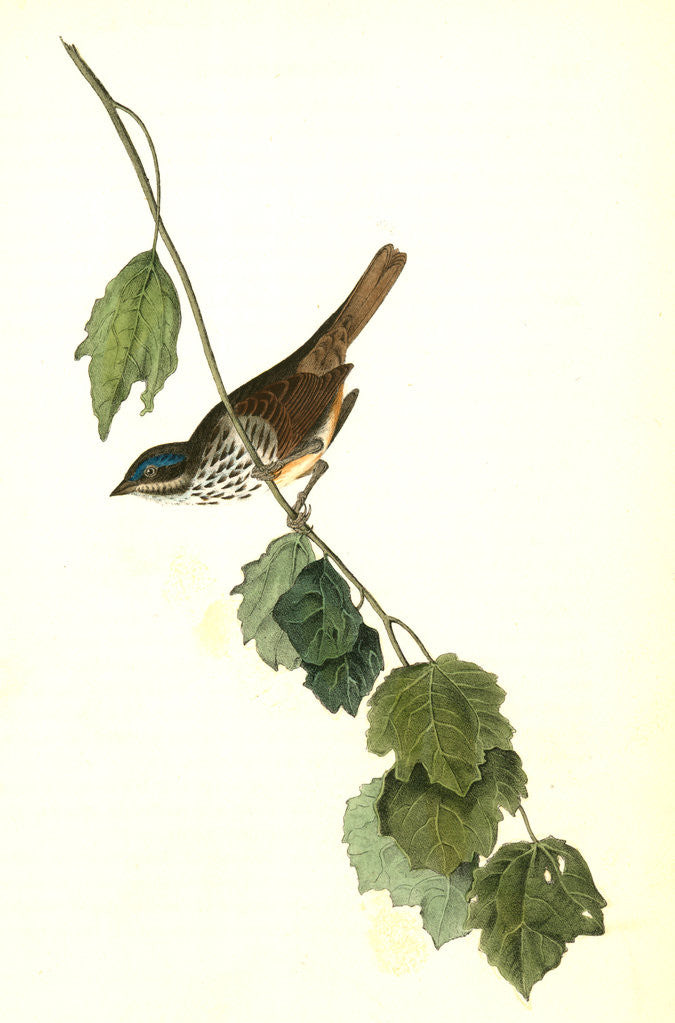 Detail of Townsend's Finch. Male by John James Audubon