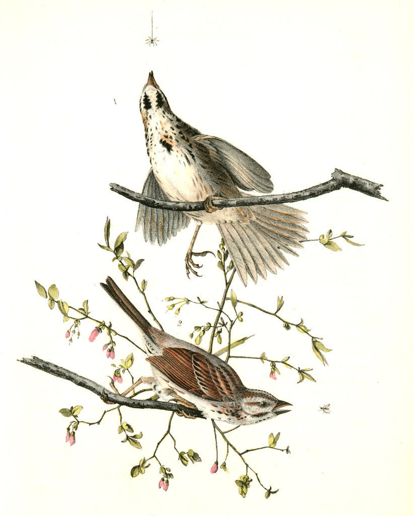 Detail of Song Finch by John James Audubon