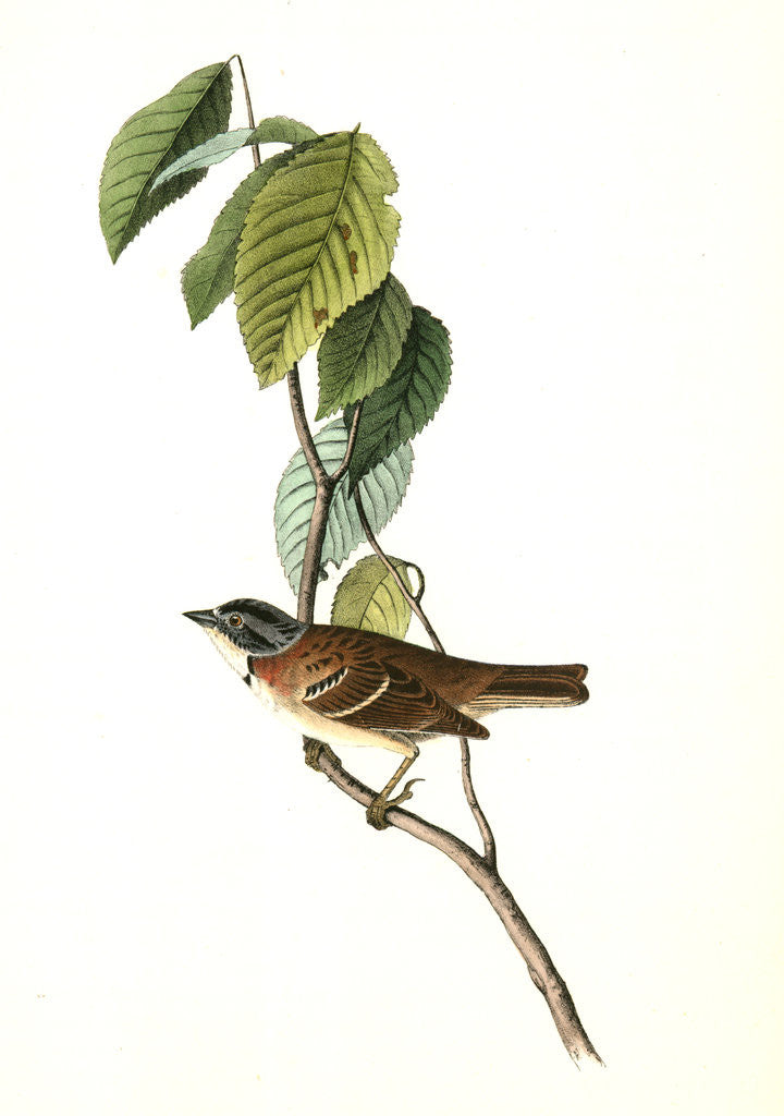 Detail of Morton's Finch. Male by John James Audubon