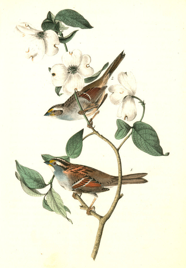Detail of White-throated Finch. 1.Male. 2. Female. (Common Dogwood.) by John James Audubon
