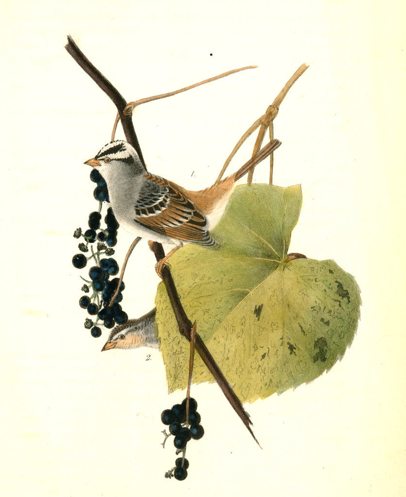 Detail of White-crowned Finch. 1.Male. 2. Female. (Wild Summer Grape.) by John James Audubon