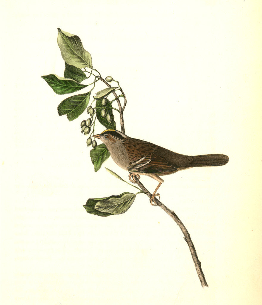 Detail of Black-and-yellow-crowned Finch by John James Audubon