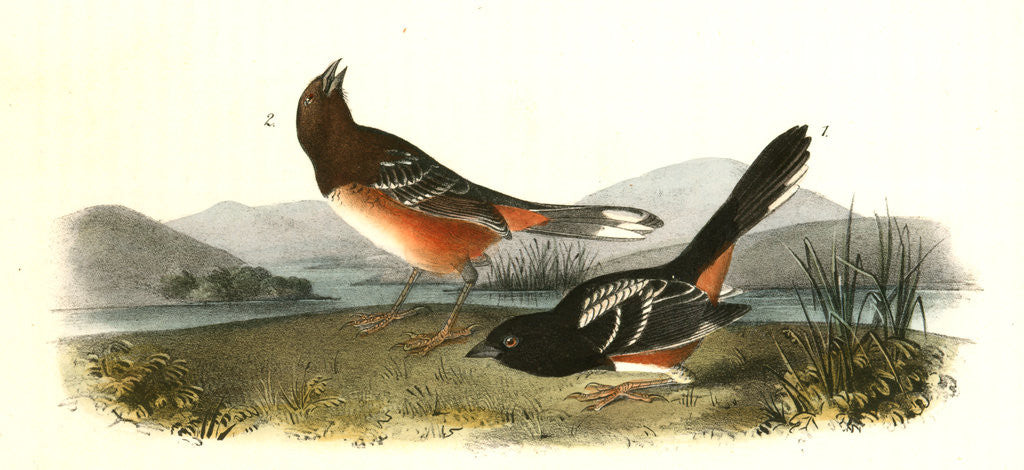 Detail of Arctic Ground Finch by John James Audubon
