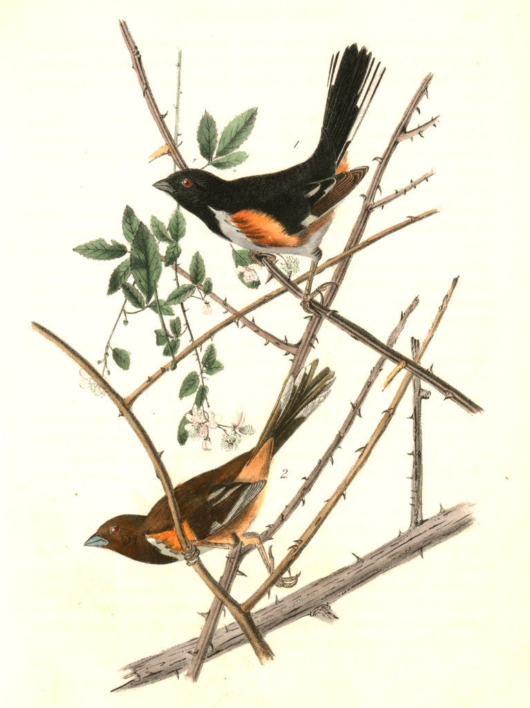 Detail of Towhe Ground Finch by John James Audubon
