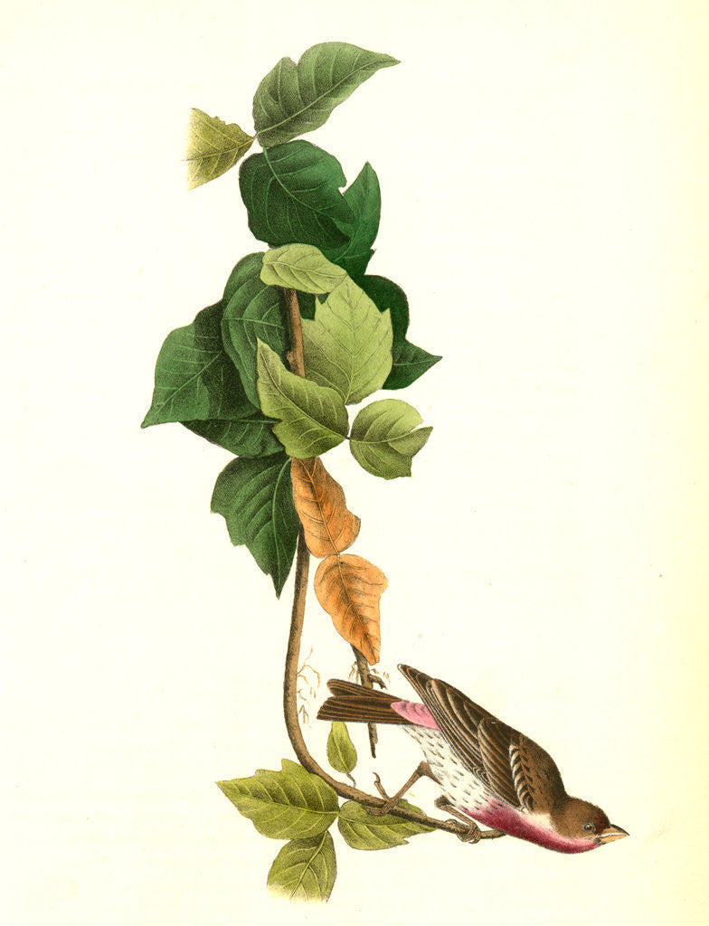 Detail of Crimson-fronted Purple Finch. Male by John James Audubon