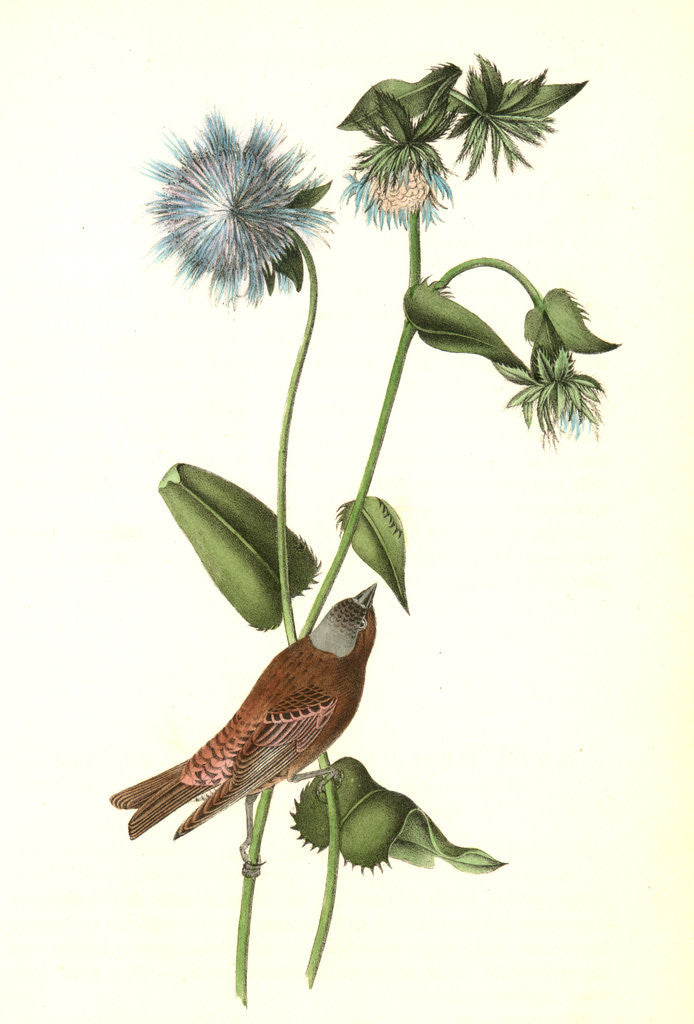 Detail of Gray-crowned Purple Finch. Male. (Stocessa cyanea.) by John James Audubon