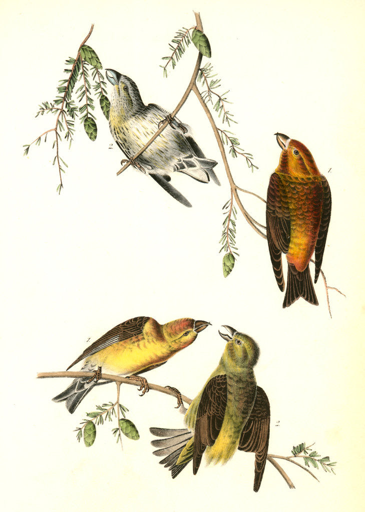Detail of Common Crossbill by John James Audubon