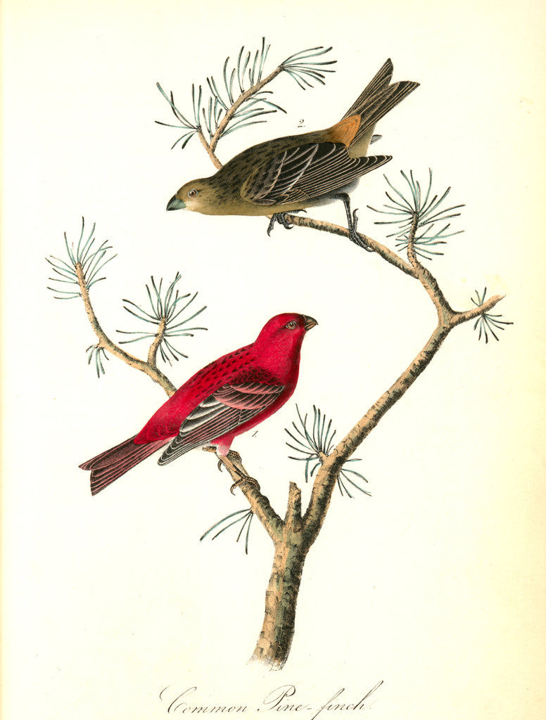 Detail of Common Pine-finch by John James Audubon