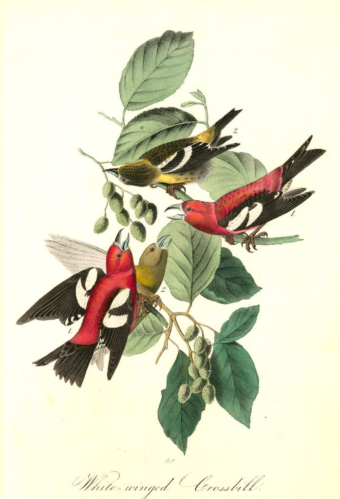 Detail of White-winged Crossbill by John James Audubon