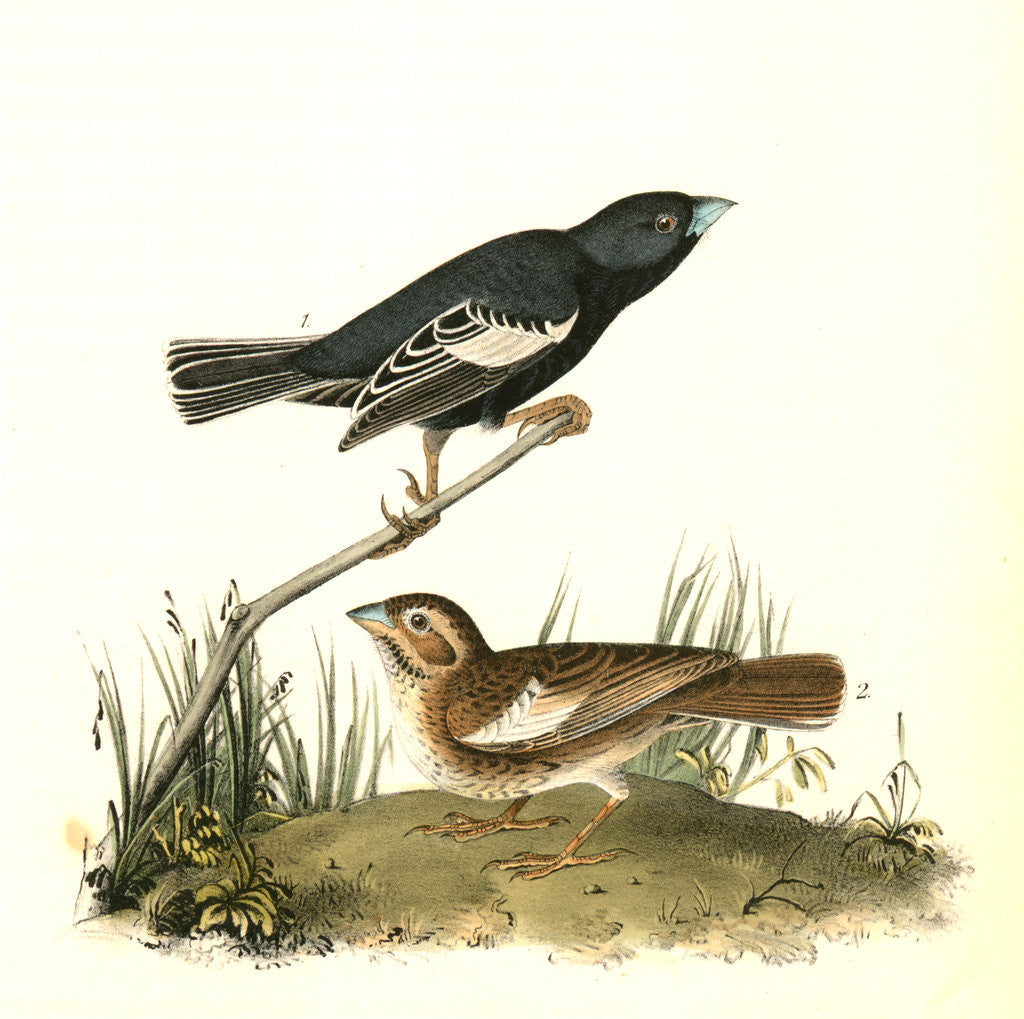 Detail of Prairie Lark-finch by John James Audubon