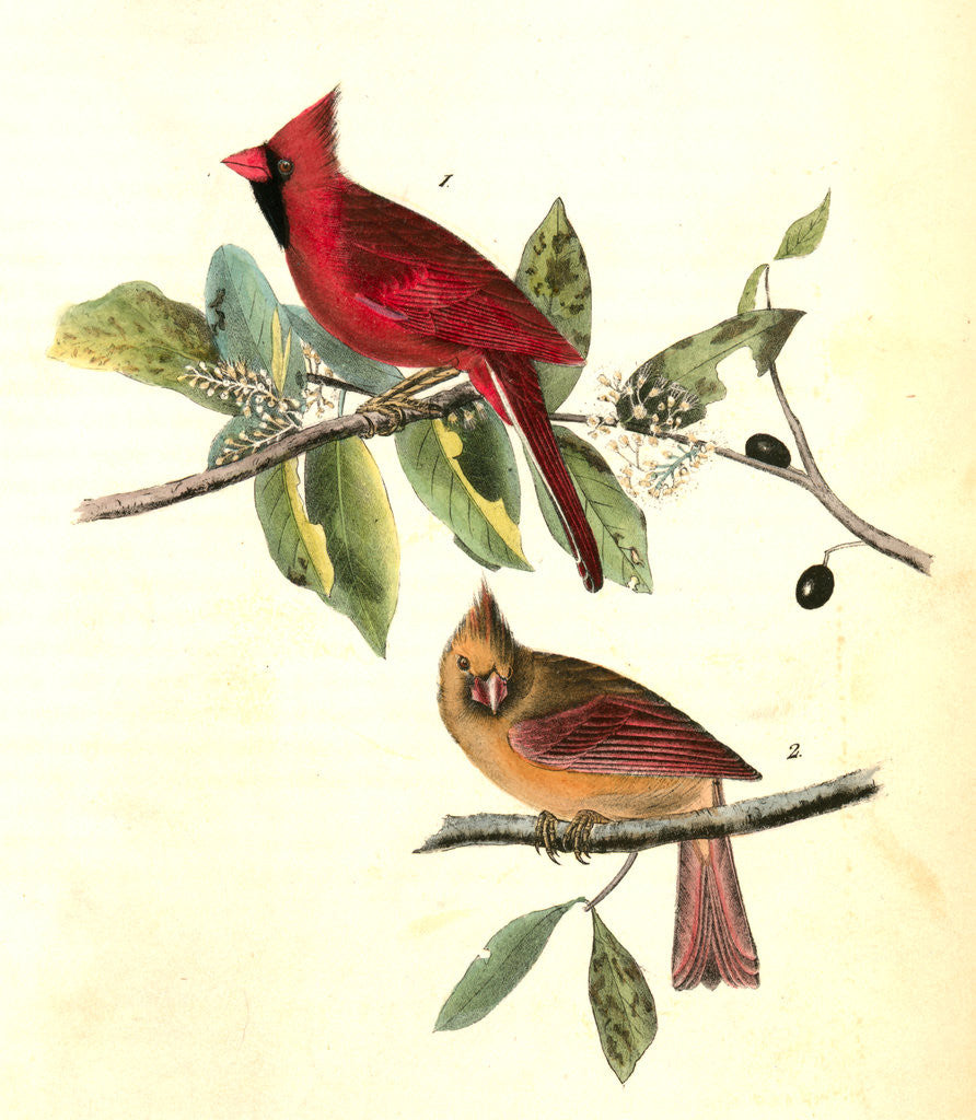 Detail of Common Cardinal Grosbeak by John James Audubon