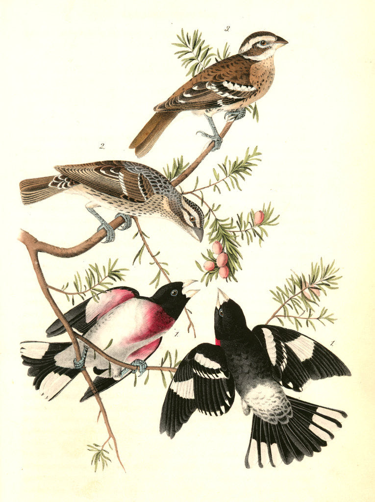 Detail of Rose-breasted Song Grosbeak by John James Audubon