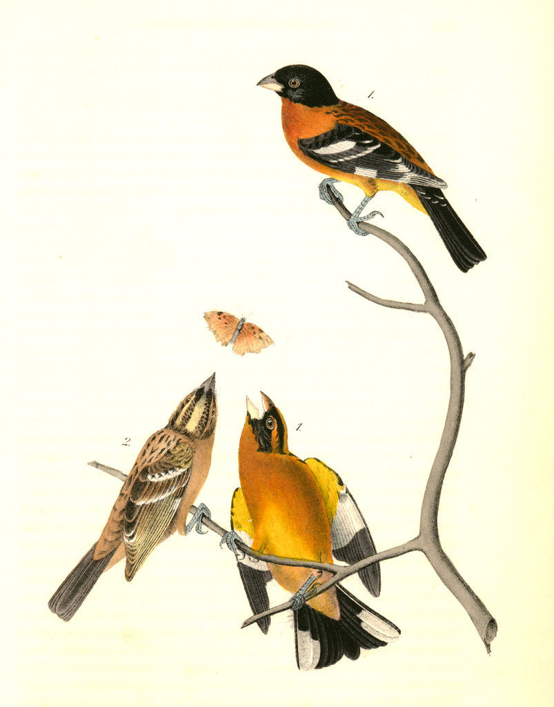 Detail of Black-headed Song-Grosbeak by John James Audubon
