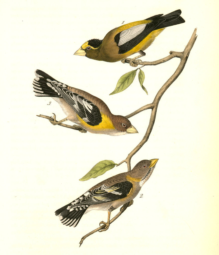 Detail of Evening Grosbeak by John James Audubon