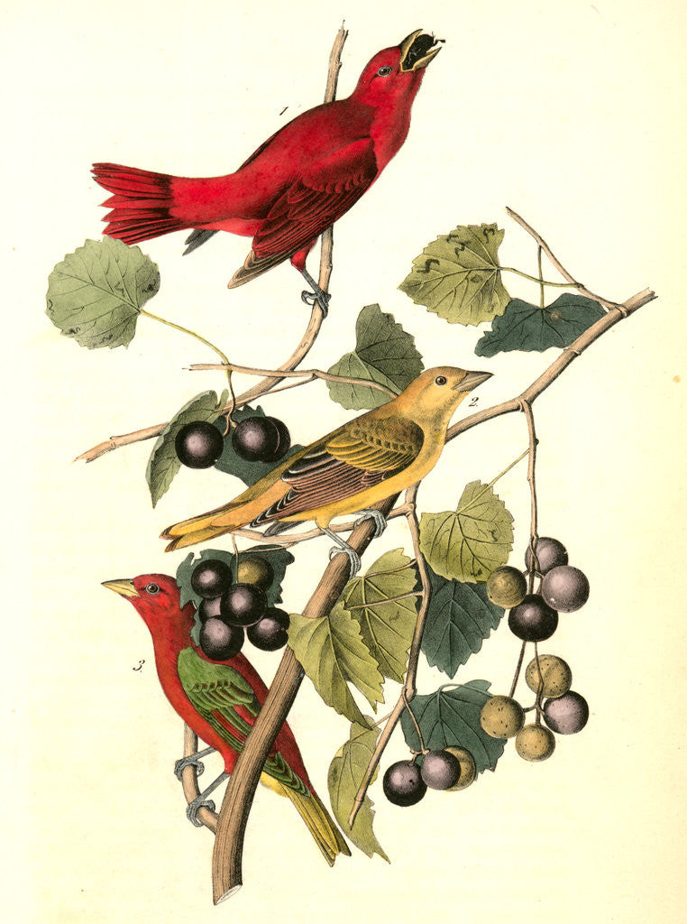 Detail of Summer Red-bird by John James Audubon