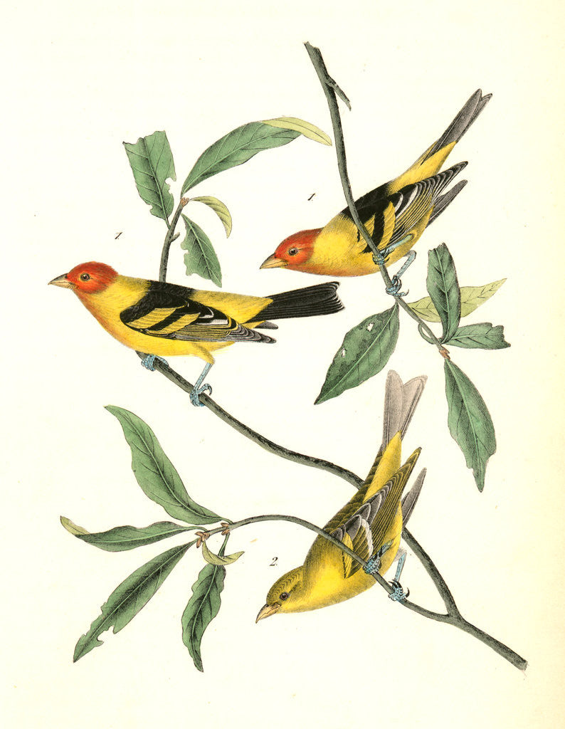 Detail of Louisiana Tanager by John James Audubon