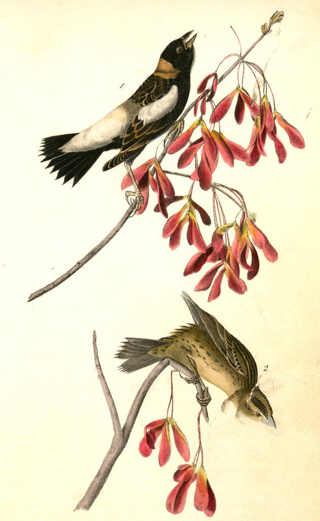 Detail of Wandering Rice-bird by John James Audubon
