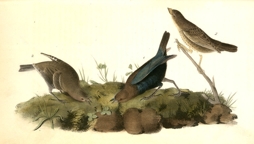 Detail of Common Cow-bird by John James Audubon