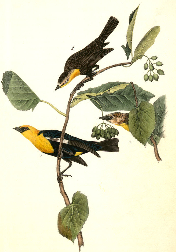 Detail of Saffron-headed Marsh-Blackbird by John James Audubon