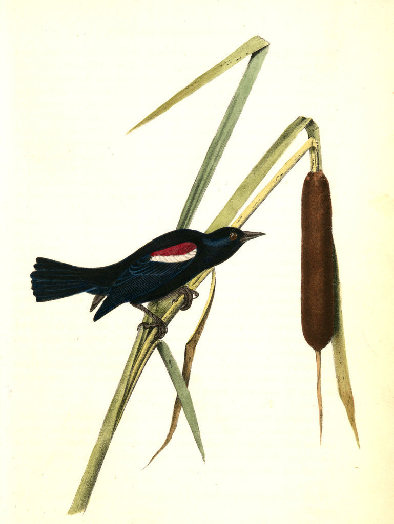 Detail of Red-and-white-shouldered Marsh-Blackbird. Male by John James Audubon