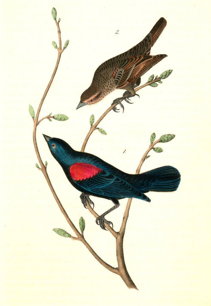 Detail of Red-and-black-shouldered Marsh-Blackbird by John James Audubon
