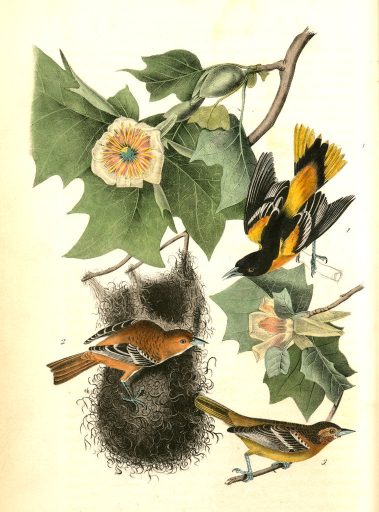 Detail of Baltimore Oriole, or Hang-nest by John James Audubon