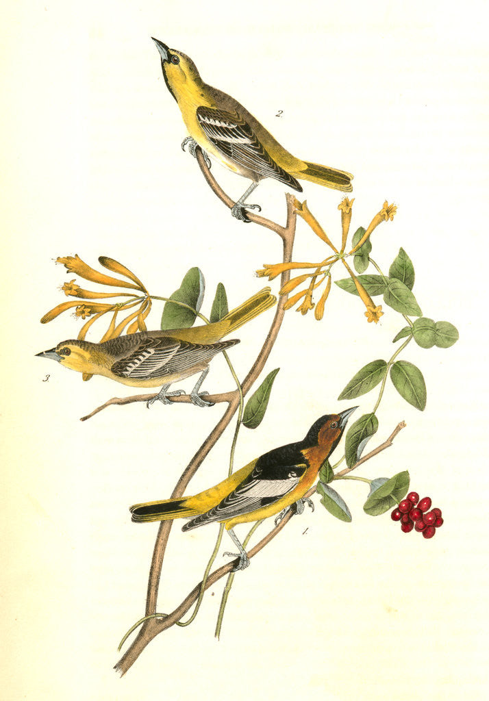 Detail of Bullock's Troopial by John James Audubon