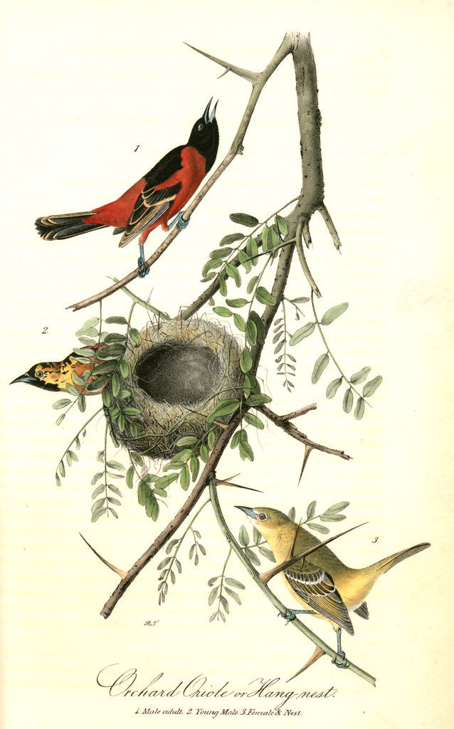 Detail of Orchard Oriole, or Hang-nest by John James Audubon