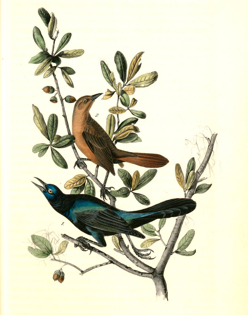 Detail of Boat-tailed Grackle by John James Audubon