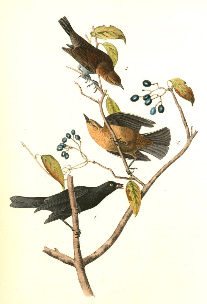 Detail of Rusty Crow-Blackbird by John James Audubon