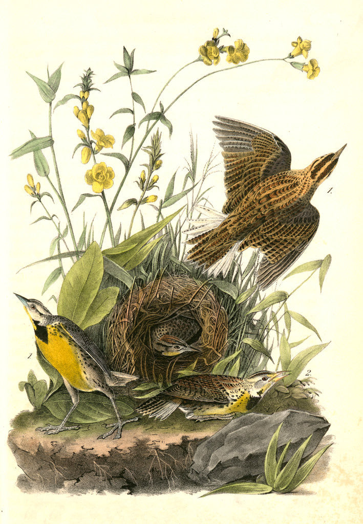 Detail of Meadow Starling or Meadow Lark by John James Audubon