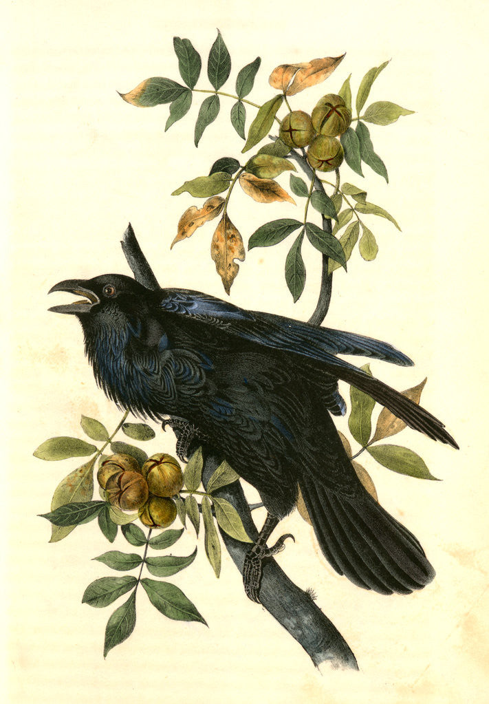Detail of Raven. Old Male. (Thick-Shell bark Hickory) by John James Audubon