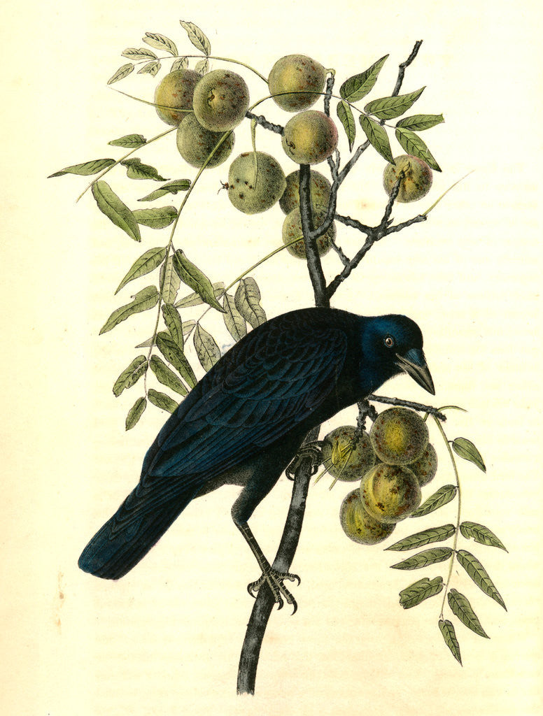 Detail of Common American Crow. Male. (Black Walnut.) by John James Audubon