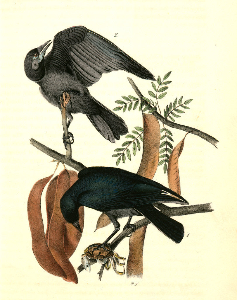 Detail of Fish Crow by John James Audubon