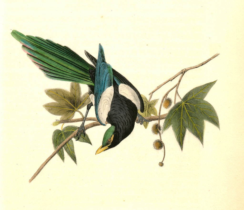 Detail of Yellow-billed Magpie. Male. (Plantanus) by John James Audubon