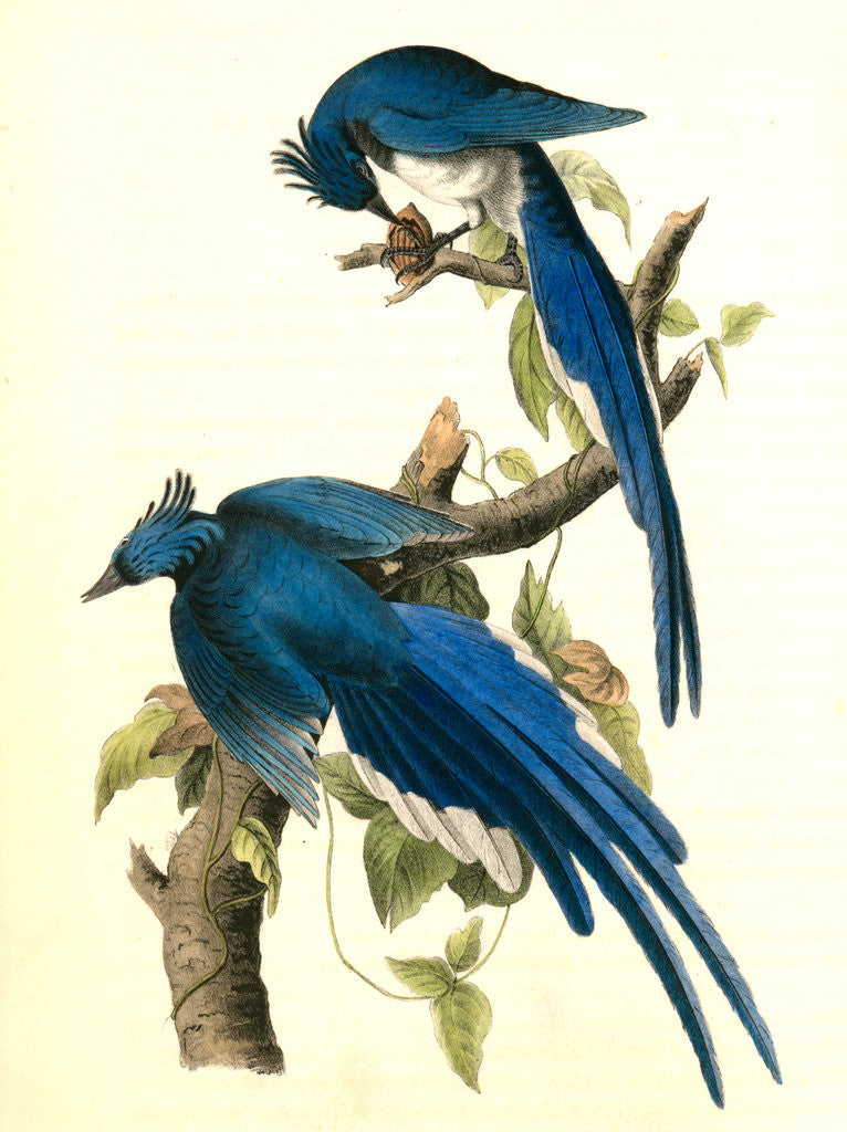Detail of Columbia Magpie or Jay. Male by John James Audubon