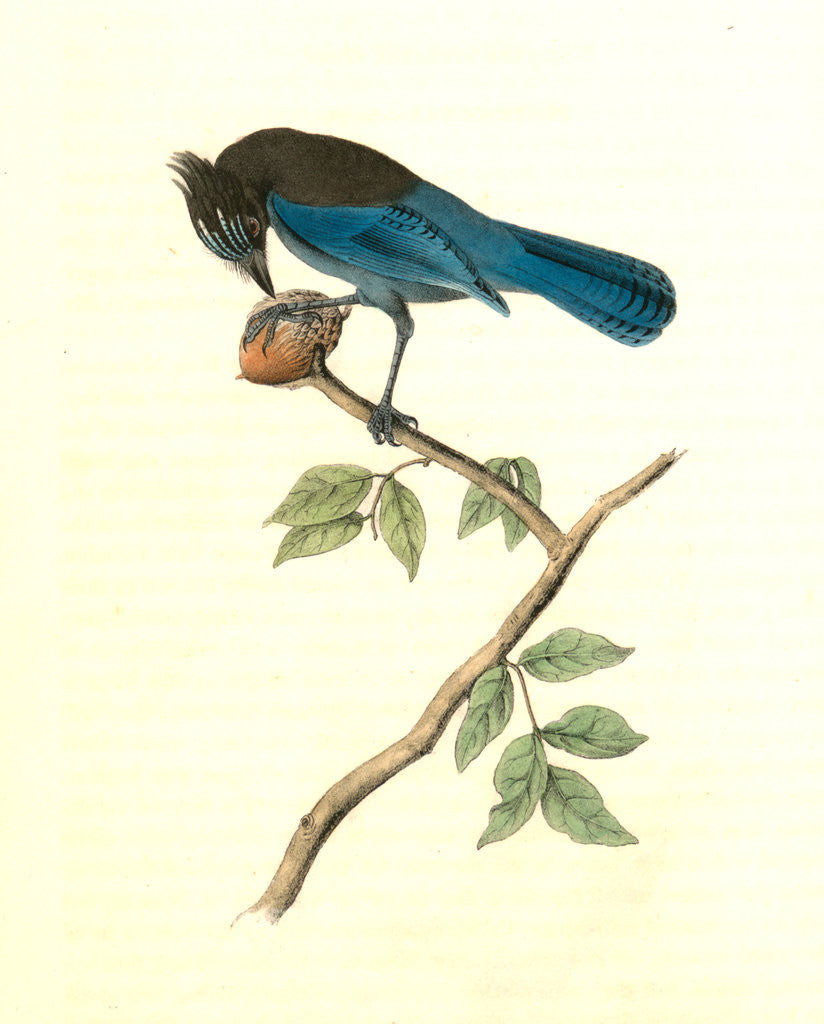 Detail of Steller's Jay. Male by John James Audubon