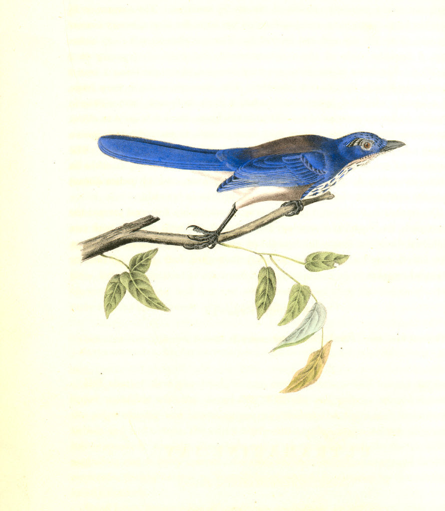 Detail of Ultramarine Jay. Adult Male by John James Audubon