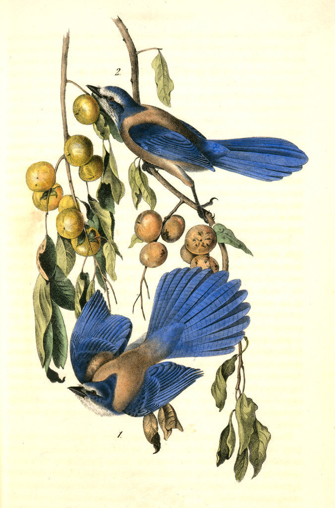 Detail of Florida Jay by John James Audubon