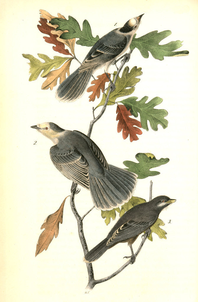 Detail of Canada Jay by John James Audubon