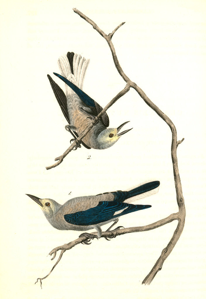 Detail of Clarke's Nutcracker by John James Audubon