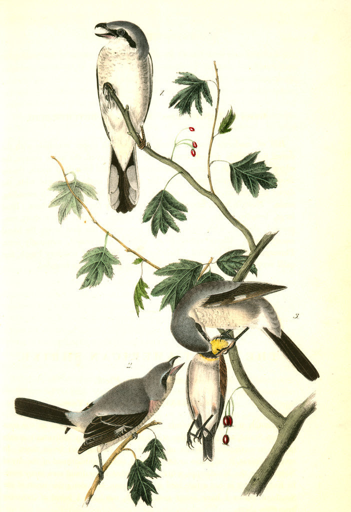 Detail of Great American Shrike by John James Audubon