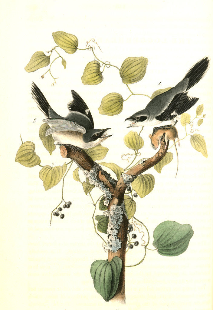 Detail of Loggerhead Shrike by John James Audubon