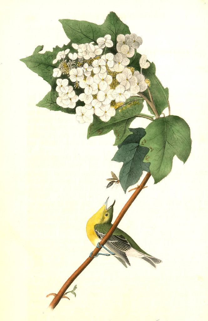 Detail of Yellow-throated Vireo, or Greenlet. Male. (Swamp Snowball. Hydrangea quercifolia.) by John James Audubon