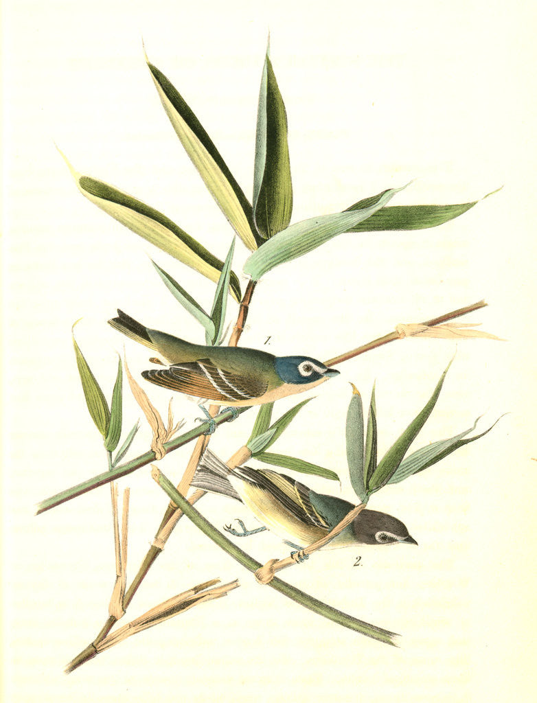 Detail of Solitary Vireo, or Greenlet. Male. (American Cane. Miegia macrosperma) by John James Audubon