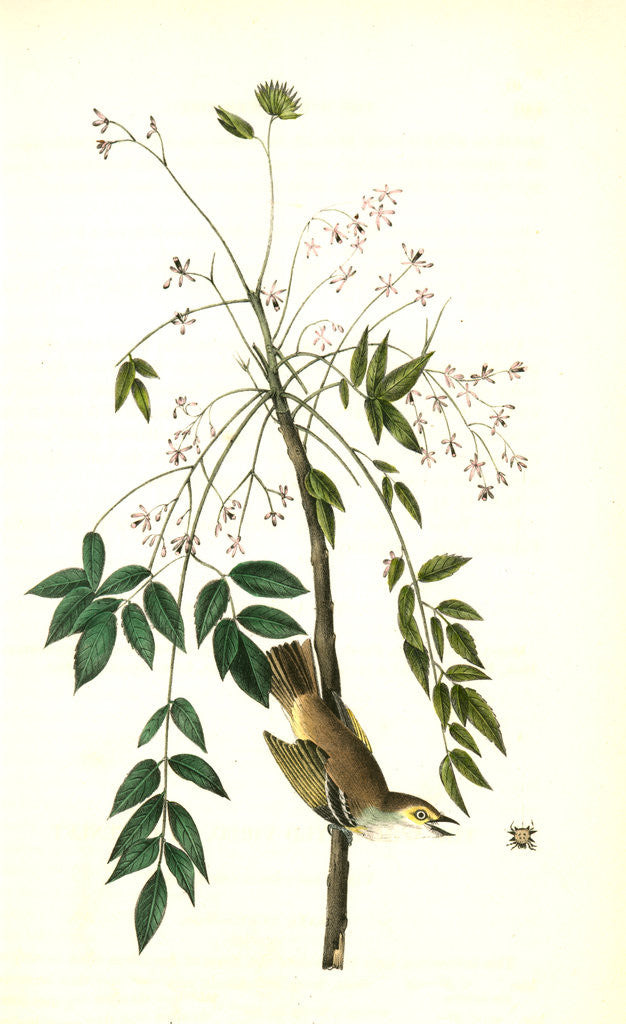 Detail of White-eyed Vireo, or Greenlet. Male. (Pride of China, or bead tree. Melia Azedarach.) by John James Audubon