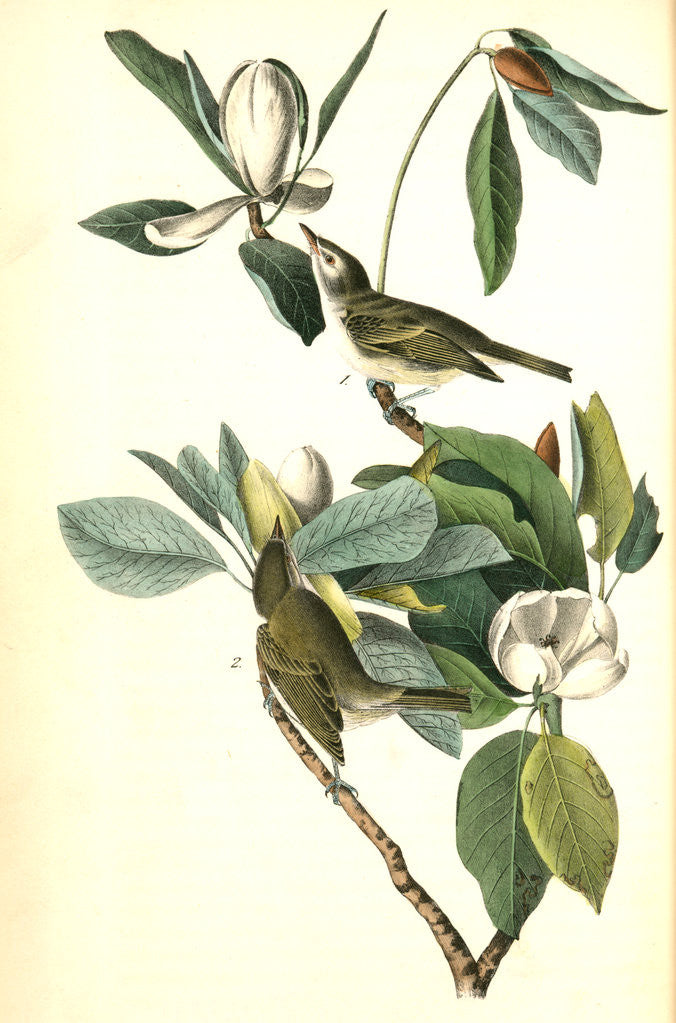 Detail of Warbling Vireo, or Greenlet by John James Audubon